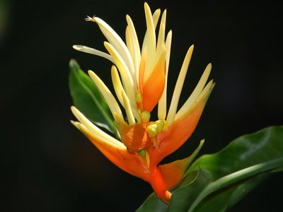 Résultat de recherche: oiseau de paradis