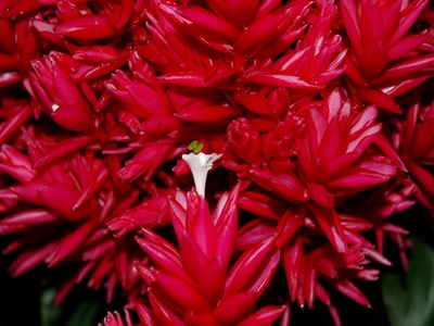 Œuvre de toe: coeur de fleur