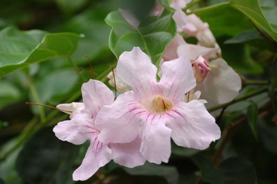 Résultat de recherche: liane de madagascar