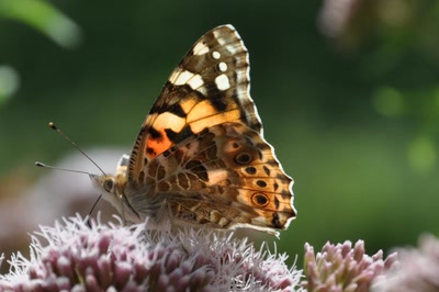 Œuvre de Gilles02: PAPILLON