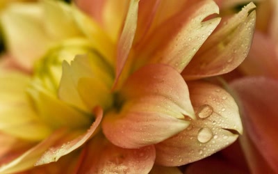 Résultat de recherche: Après la pluie...