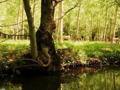 Œuvre de margeou: Arbre-créature