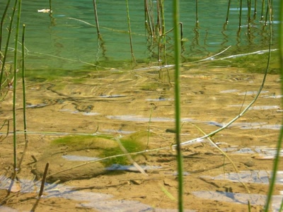Œuvre de margeou: Transparence