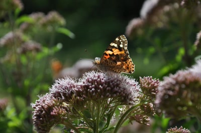 Œuvre de Gilles02: Papillon