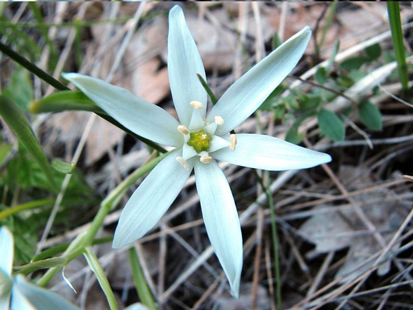 la Dame de onze heures