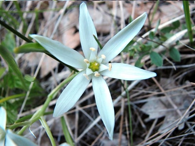 Œuvre de louloup: la Dame de onze heures