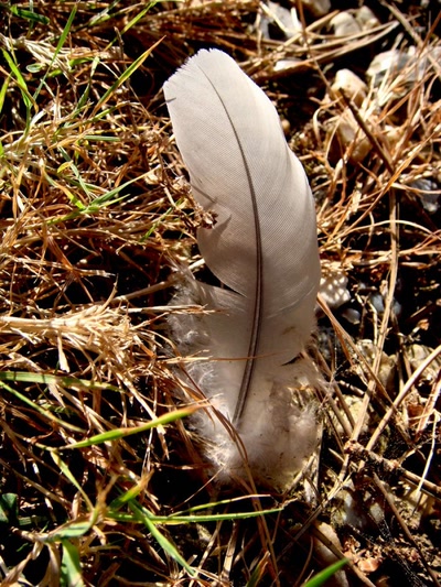 Œuvre de noayes: Plume de plume