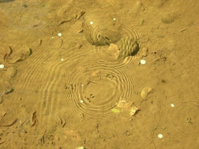 Résultat de recherche: Araignées d'eau