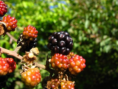 Résultat de recherche: les derniéres mures...