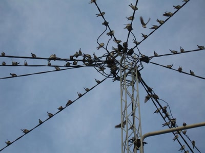 Œuvre de Jel: le jour de la migration