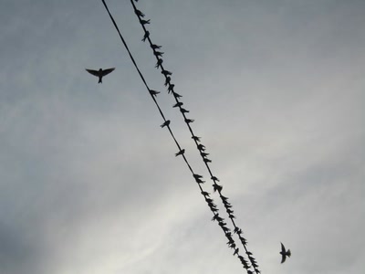 Œuvre de Jel: le jour de la migration