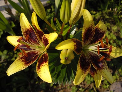 Résultat de recherche: La beauté