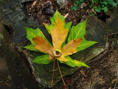 Œuvre de Alle: Automne