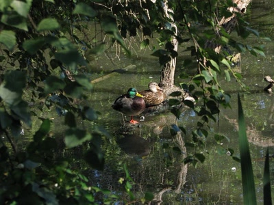 Œuvre de Alle: Couple de col-verts