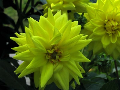 Œuvre de Alle: Dahlia