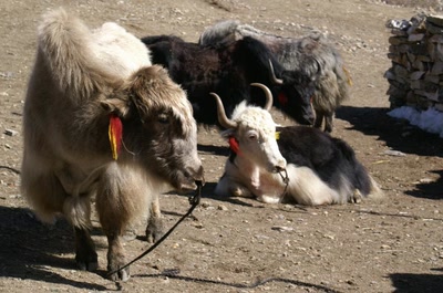 Résultat de recherche: Népal