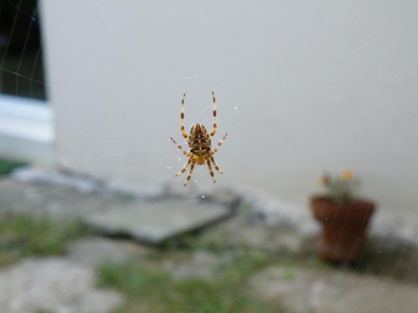 araignée