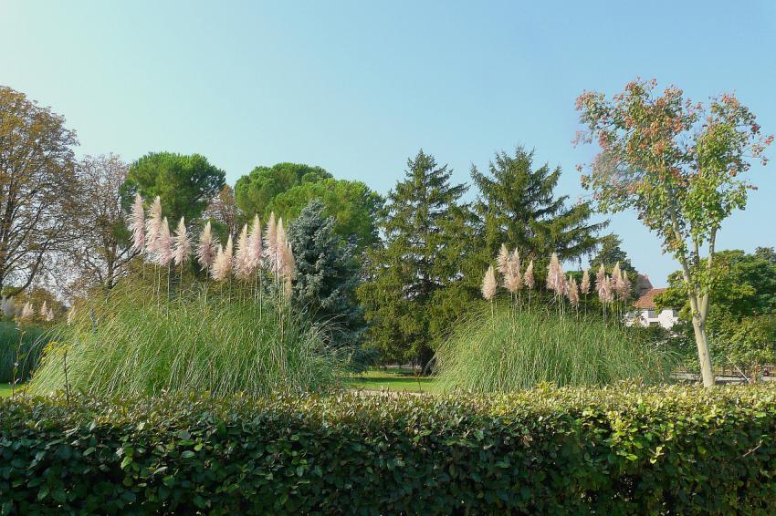 Grands arbres et herbes de la pampa