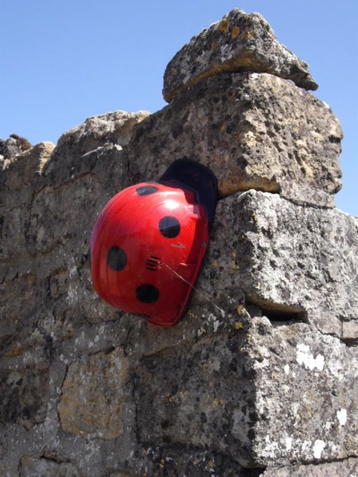 Résultat de recherche: Coccinelle