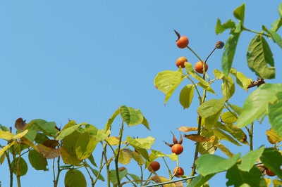 Résultat de recherche: Baies d'églantiers