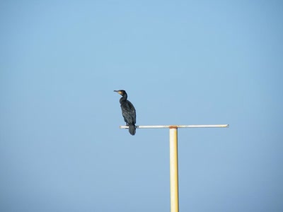 Résultat de recherche: cormoran