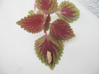 Œuvre de Jel: larve de papillon