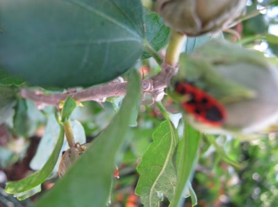 Résultat de recherche: feuille avec insecte