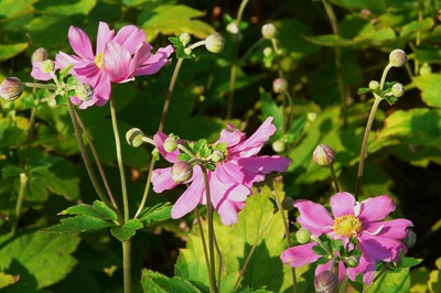 Œuvre de Ondine: Toutes en ligne !