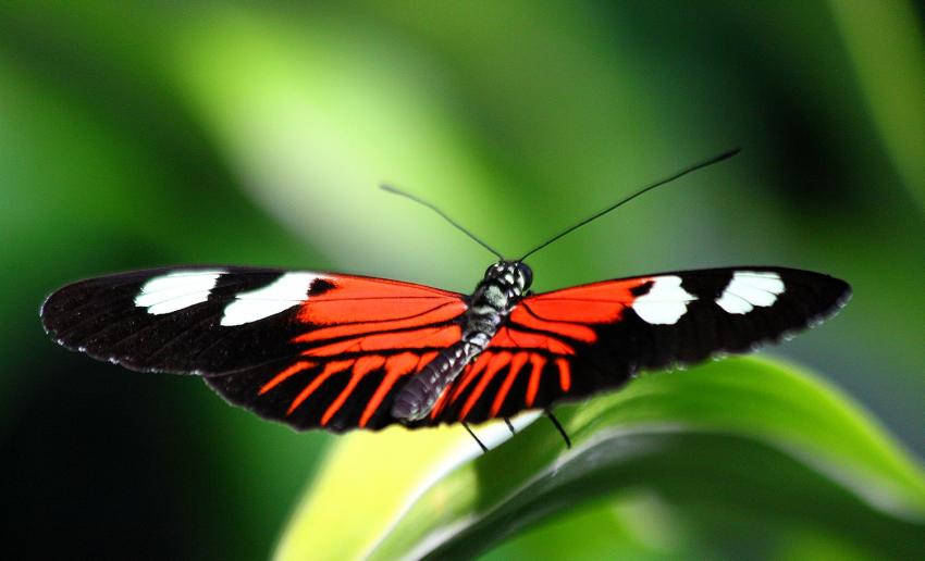 Jardin des papillons 3