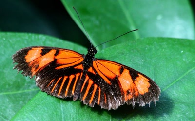 Résultat de recherche: Jardin des papillons 6