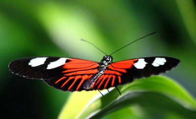 Résultat de recherche: Jardin des papillons 3