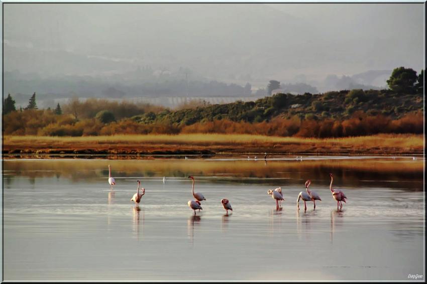Flamants roses.