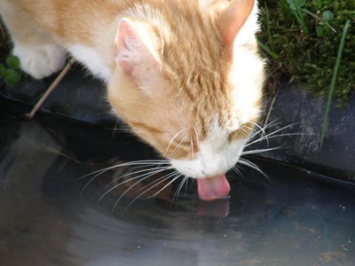 Résultat de recherche: Rouquin a soif