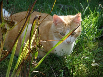 Résultat de recherche: rouquin