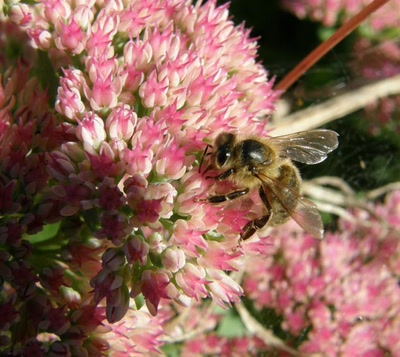 Résultat de recherche: Abeille