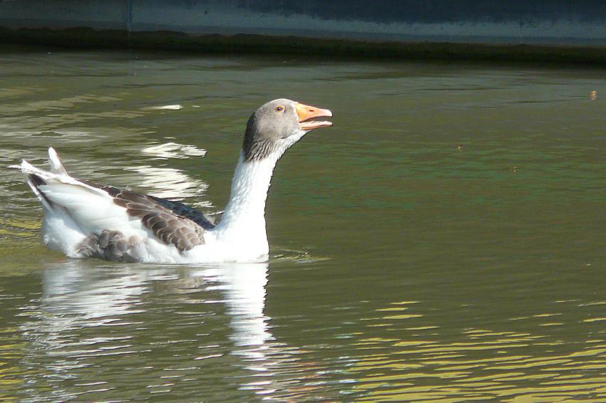 Une oie belliqueuse