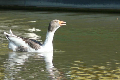 Une oie belliqueuse