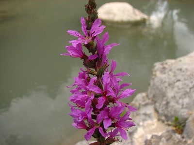 Résultat de recherche: La salicaire