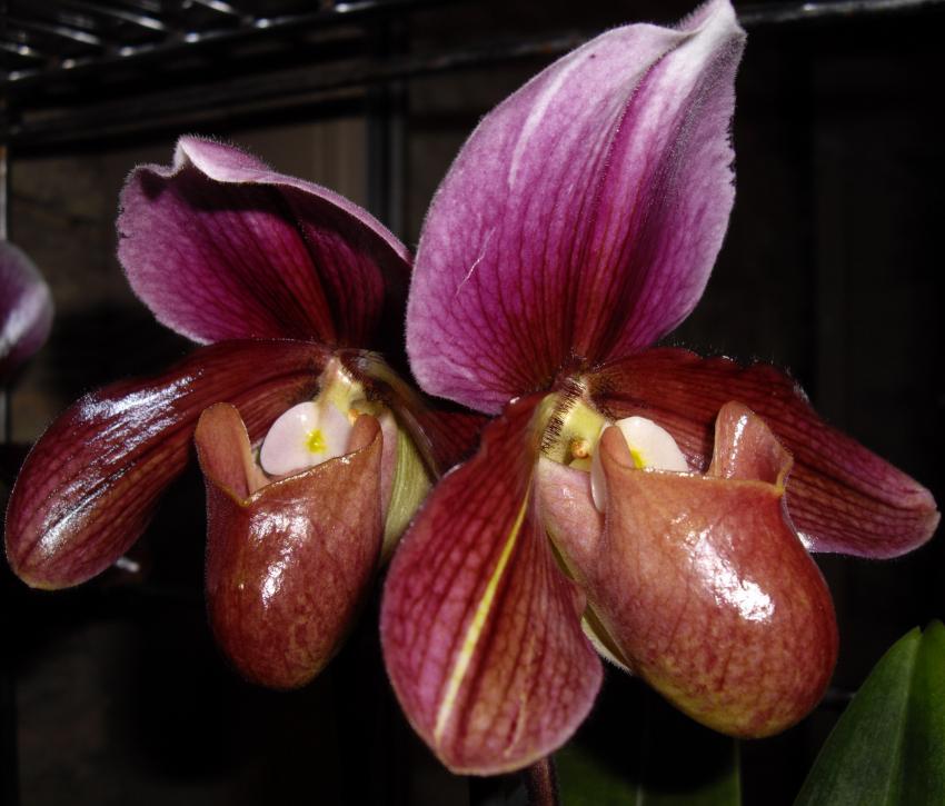 Pour les pieds de Vénus