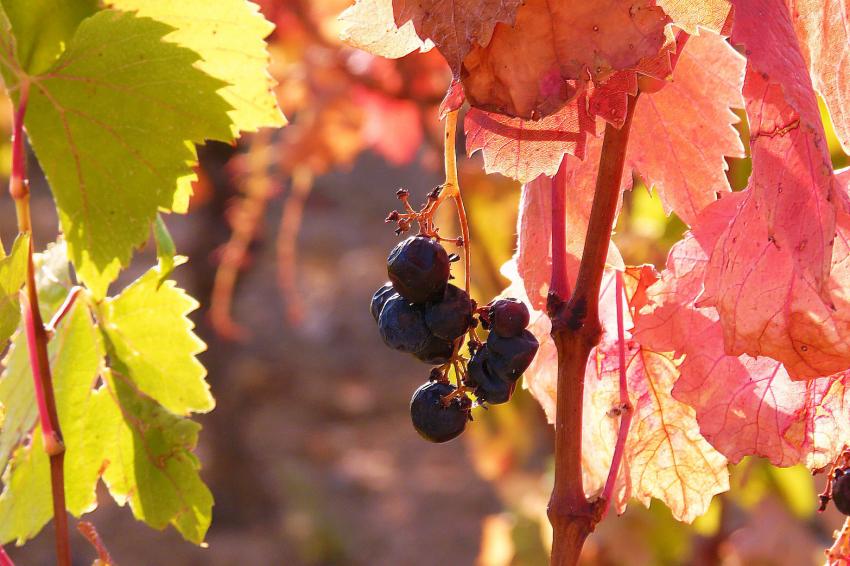 Une vigne bien colorée