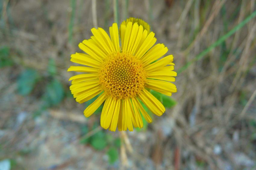 Seule au bord du canal