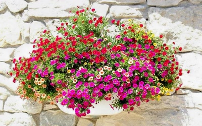 Œuvre de marin: potée