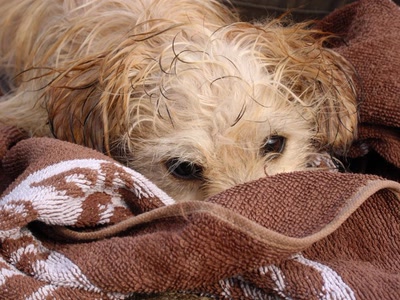 Résultat de recherche: S'il te plait,essuye moi encore