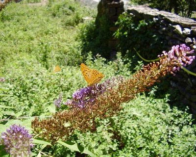 Œuvre de fannio: papillon