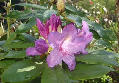 Œuvre de marin: en ardeche