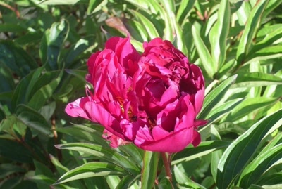 Œuvre de marin:  a toutes les dames du site