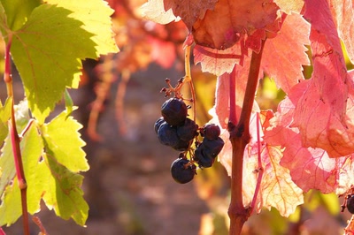 Résultat de recherche: Une vigne bien colorée