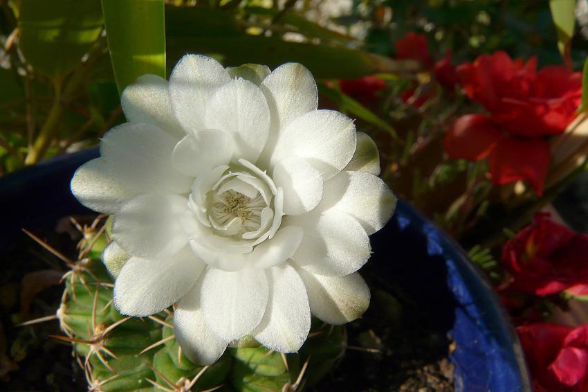 Précieuse fleur de cactée