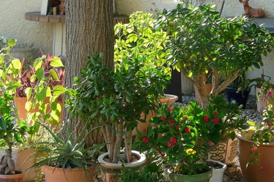 Résultat de recherche: Auprès de notre arbre