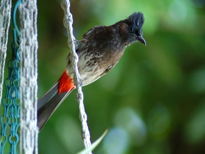 Résultat de recherche: bubu a queue rouge